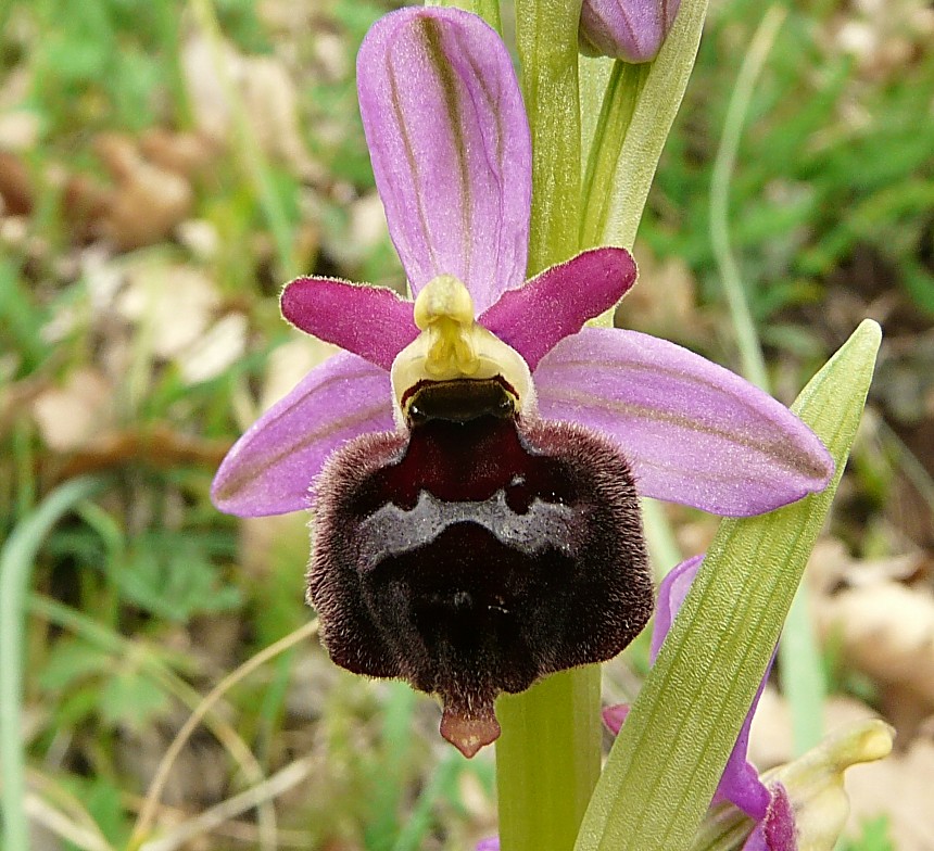 Ophrys biscutella